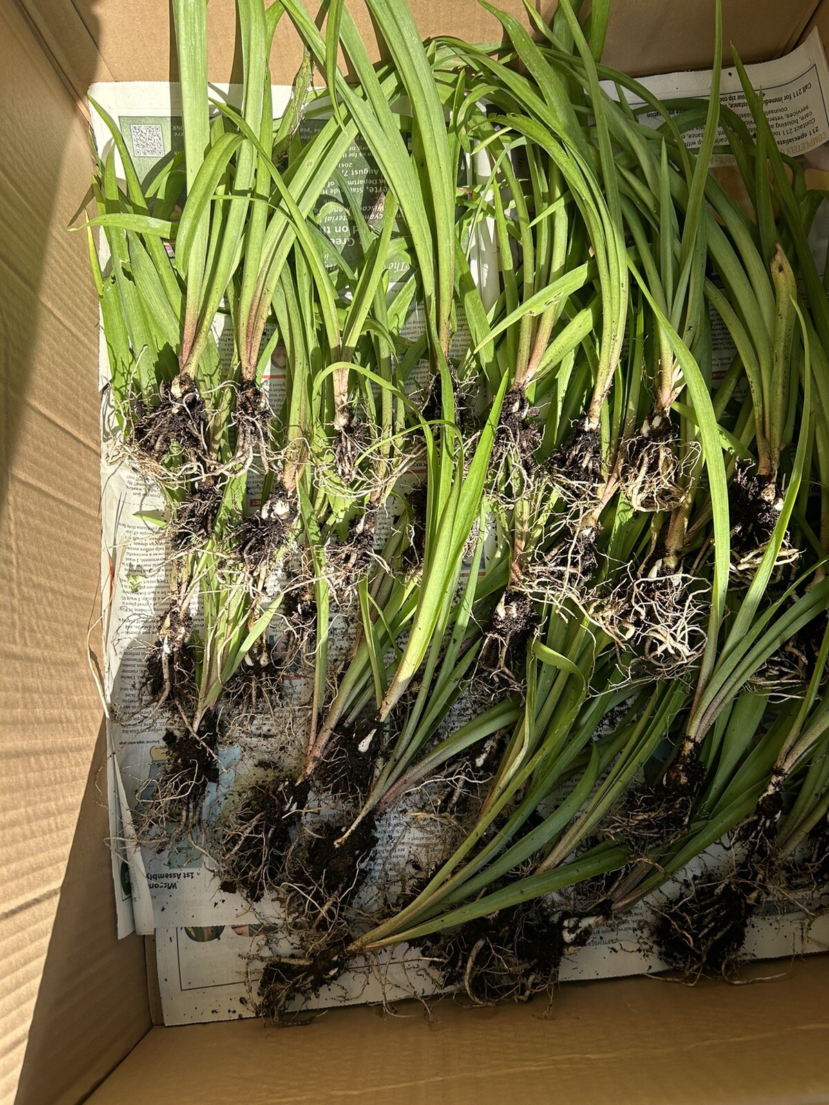 Tuberose bulbs double Pearl (Polianthus) Bare root plants set of 8+ Bubbletts