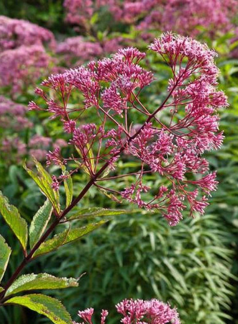 Joe Pye Weed SPOTTED Perennial Fall Planting Pollinators Butterflies 300 Seeds