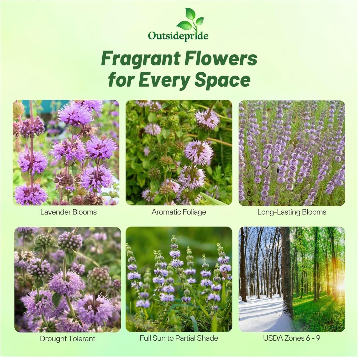 5000 Seeds Pennyroyal Flower Seeds – Mentha Pulegium Pennyroyal Seeds