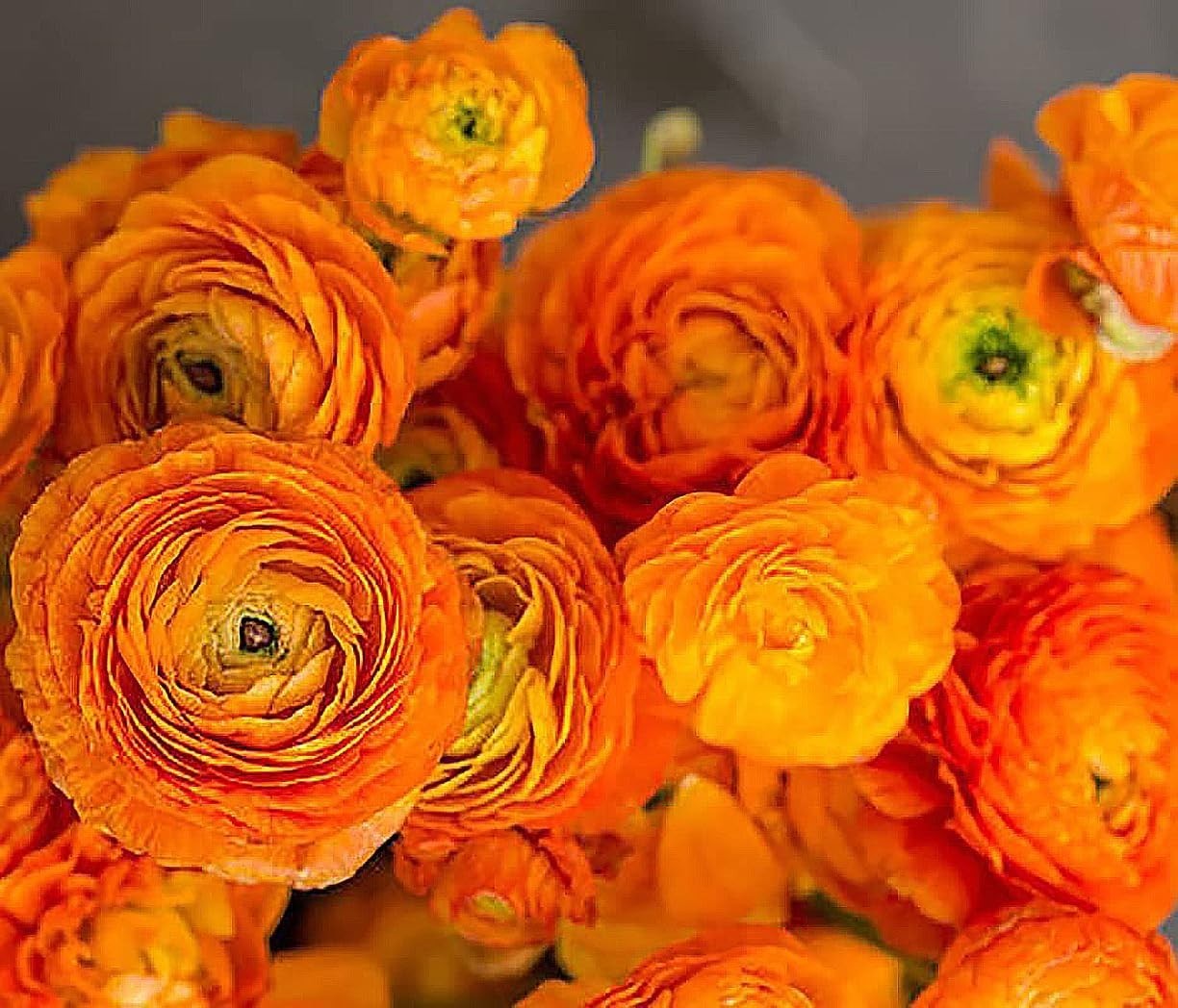 Ranunculus Flower Bulbs 16 Orange Picotee Corms Peony Rose Garden Wedding Plants