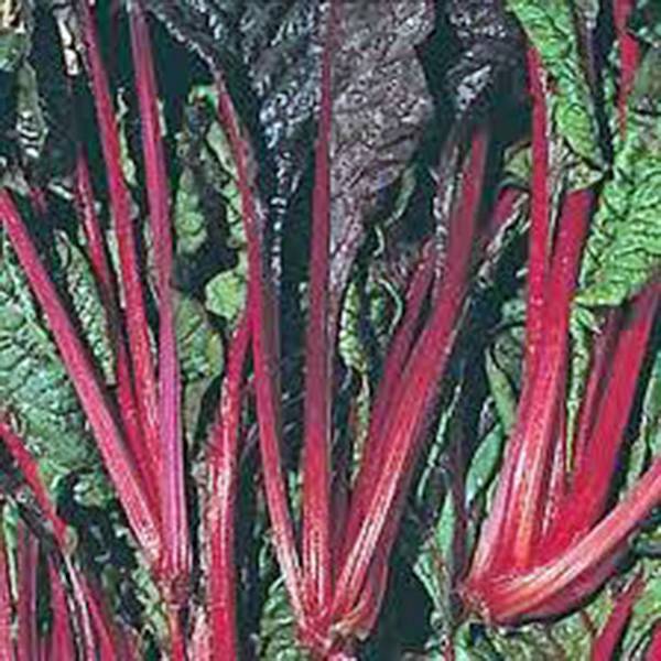 SWISS CHARD SEED, SWISS CHARD, RUBY RED, HEIRLOOM, 500 SEEDS, NON GMO