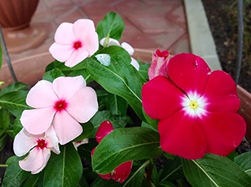 – Seeds Periwinkle Madagascar Vinca Rosea Mix Balcony Perennail Garden Pots F…