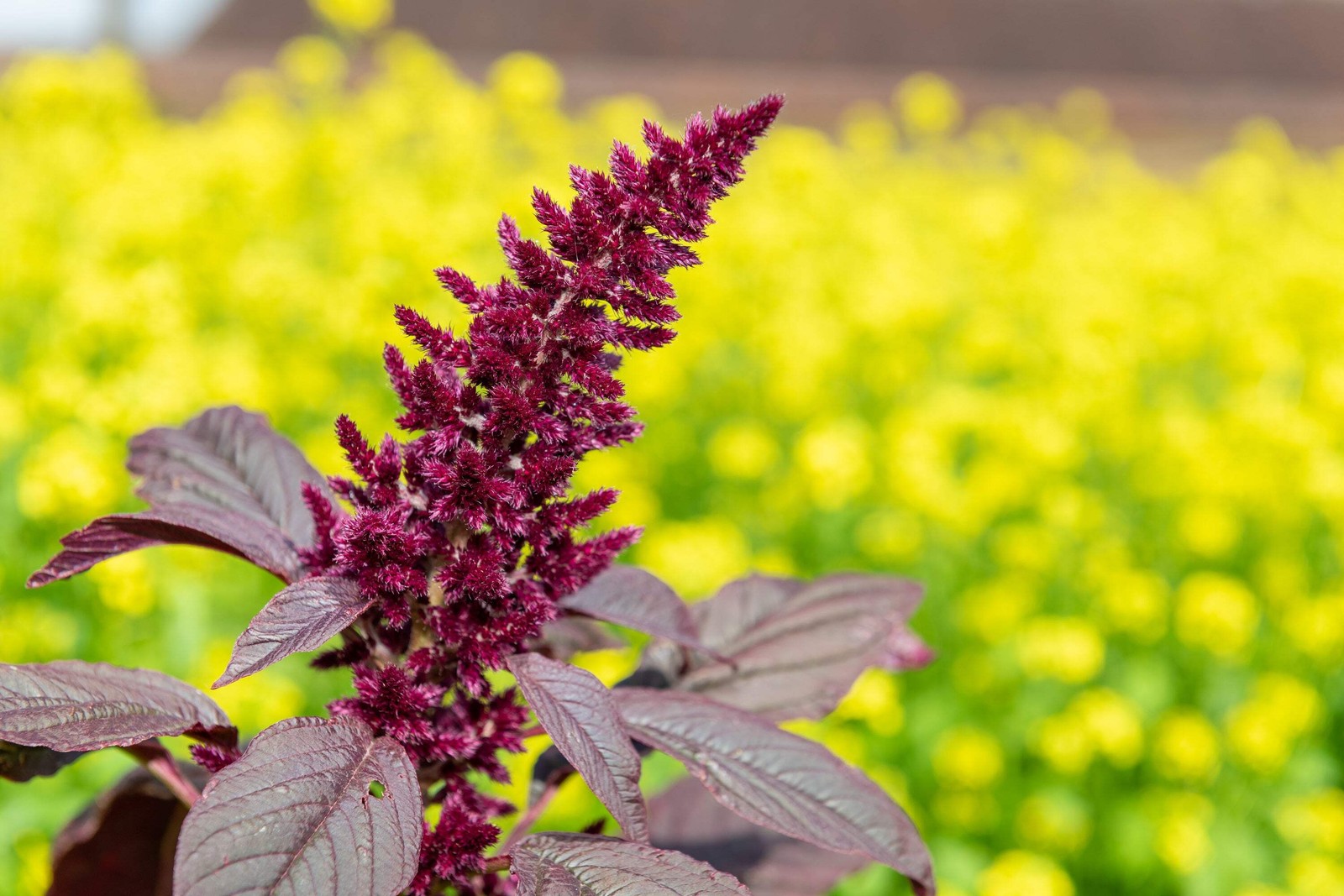 250 BURGUNDY AMARANTHUS Hypochondriacus Amaranth Grain Vegetable Flower Seeds
