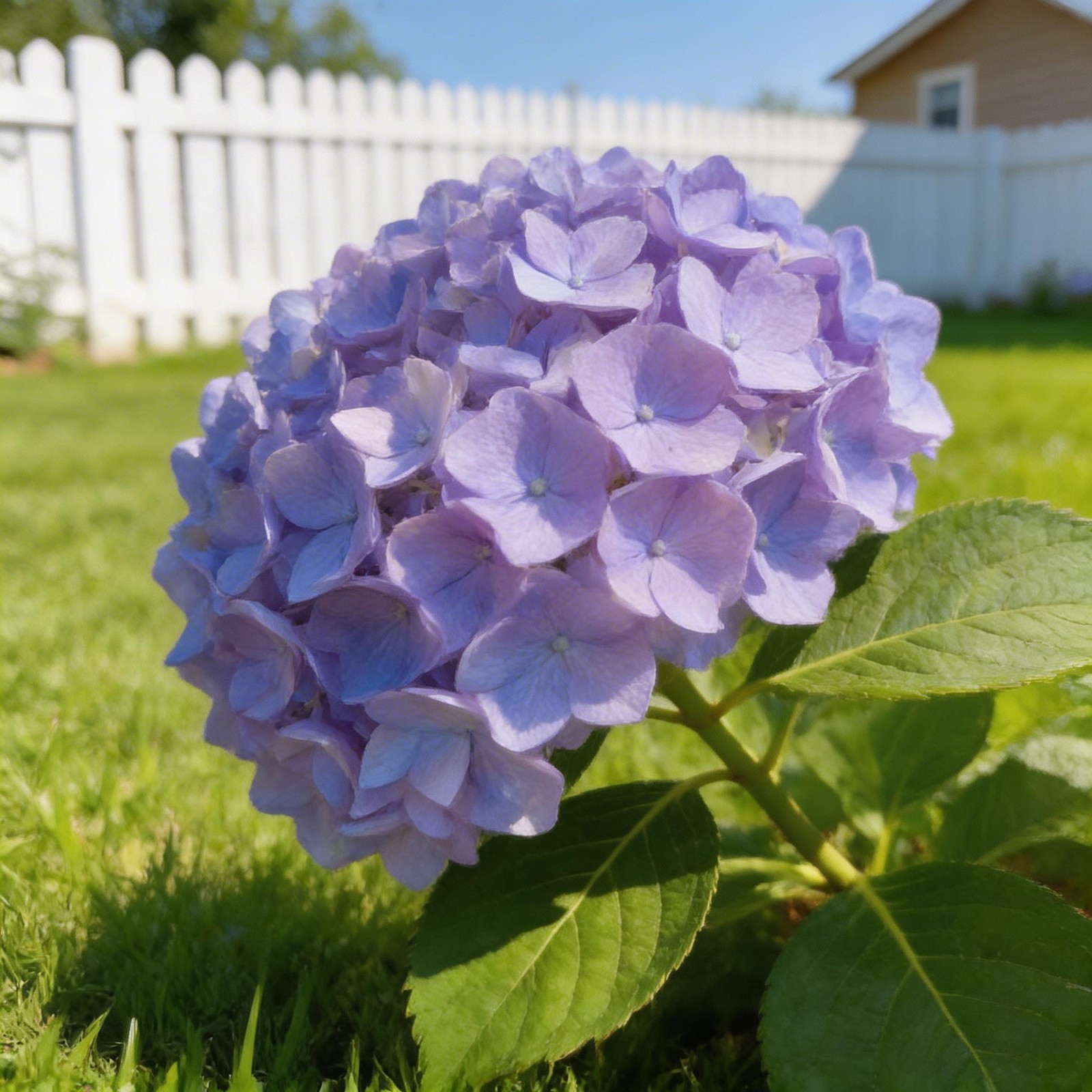 Premium Hydrangea Flower Seeds 30 Seeds for Home Gardening and Planting