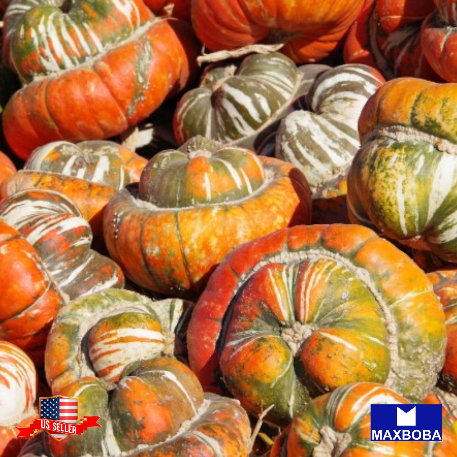 05 Gourds Turks Turban Fresh Seeds Non-GMO Heirloon Vegetable