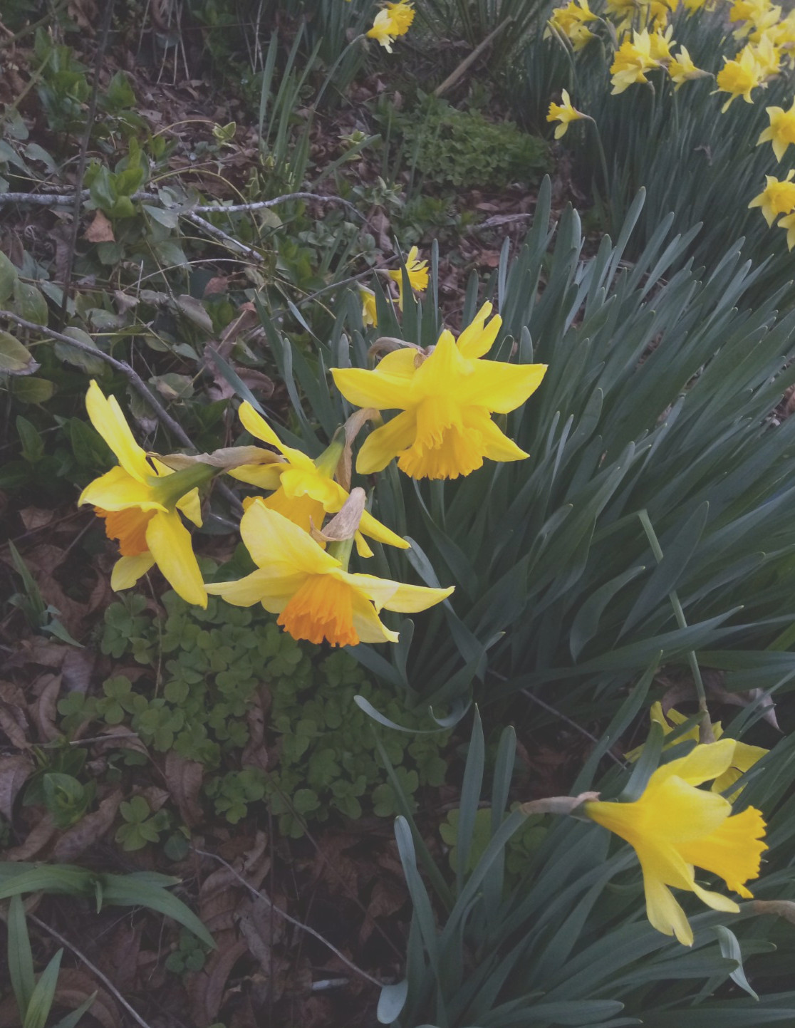 Daffodil (Narcissus pseudonarcissus) Flower Bulbs- Mixed Varieties- 15 Bulbs