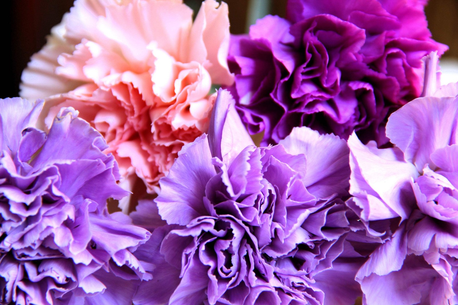 100 RAINBOW CARNATION Mix Mixed Colors Dianthus Caryophyllus Flower Seeds