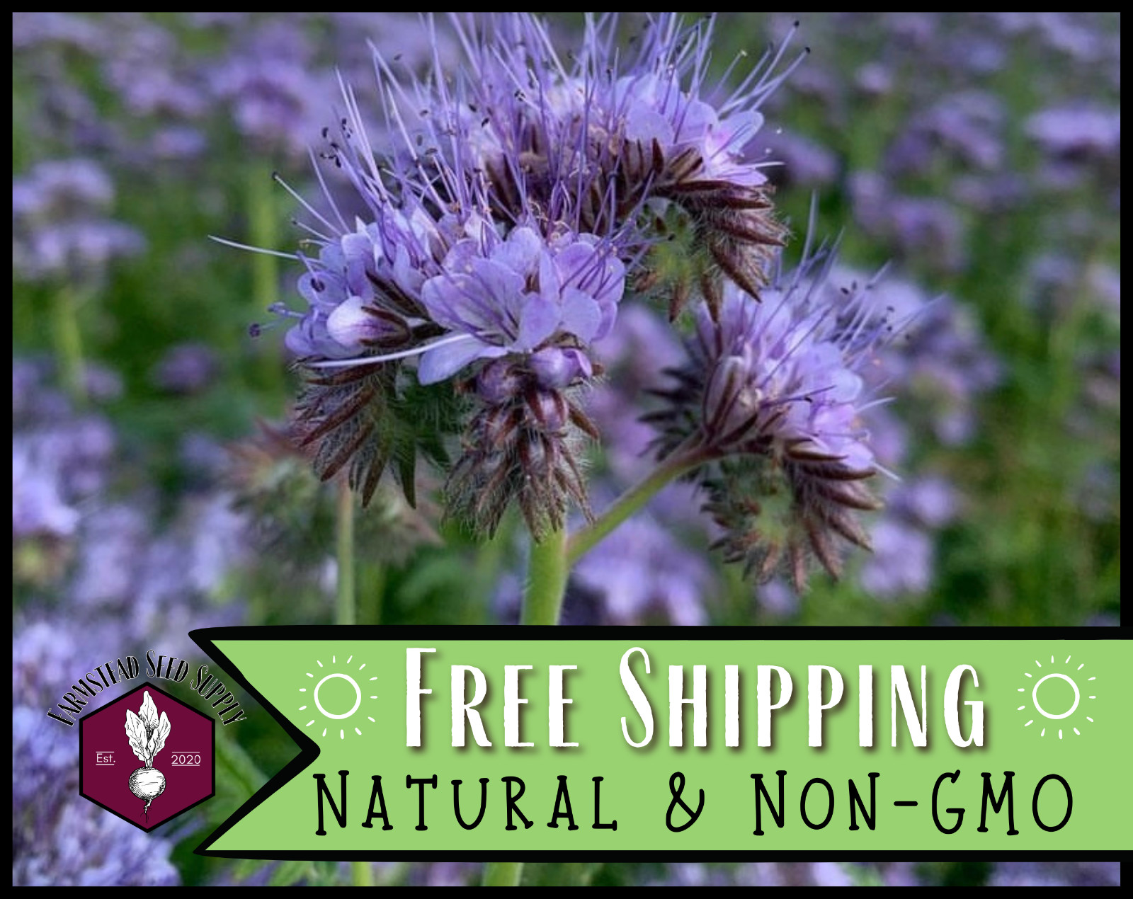 4,200+ Lacy Phacelia Seeds | Native Flower Gardening, Phacelia tanacetifolia