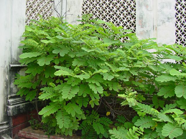 Candle Bush, (Senna alata), Cassia alata, Shrub Seeds