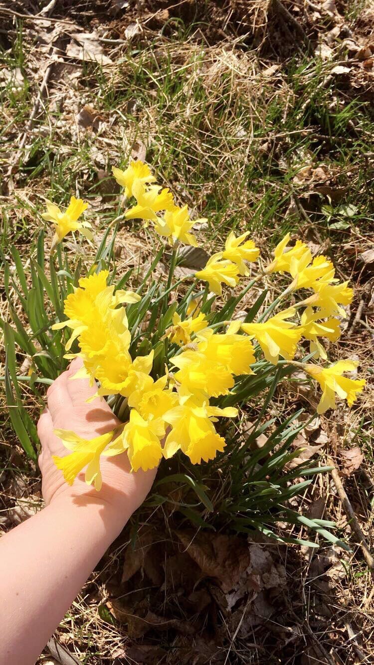 Easy to Grow Narcissus Daffodil buttercup 24 Plant Bulbs, Spring Flowers Hardy