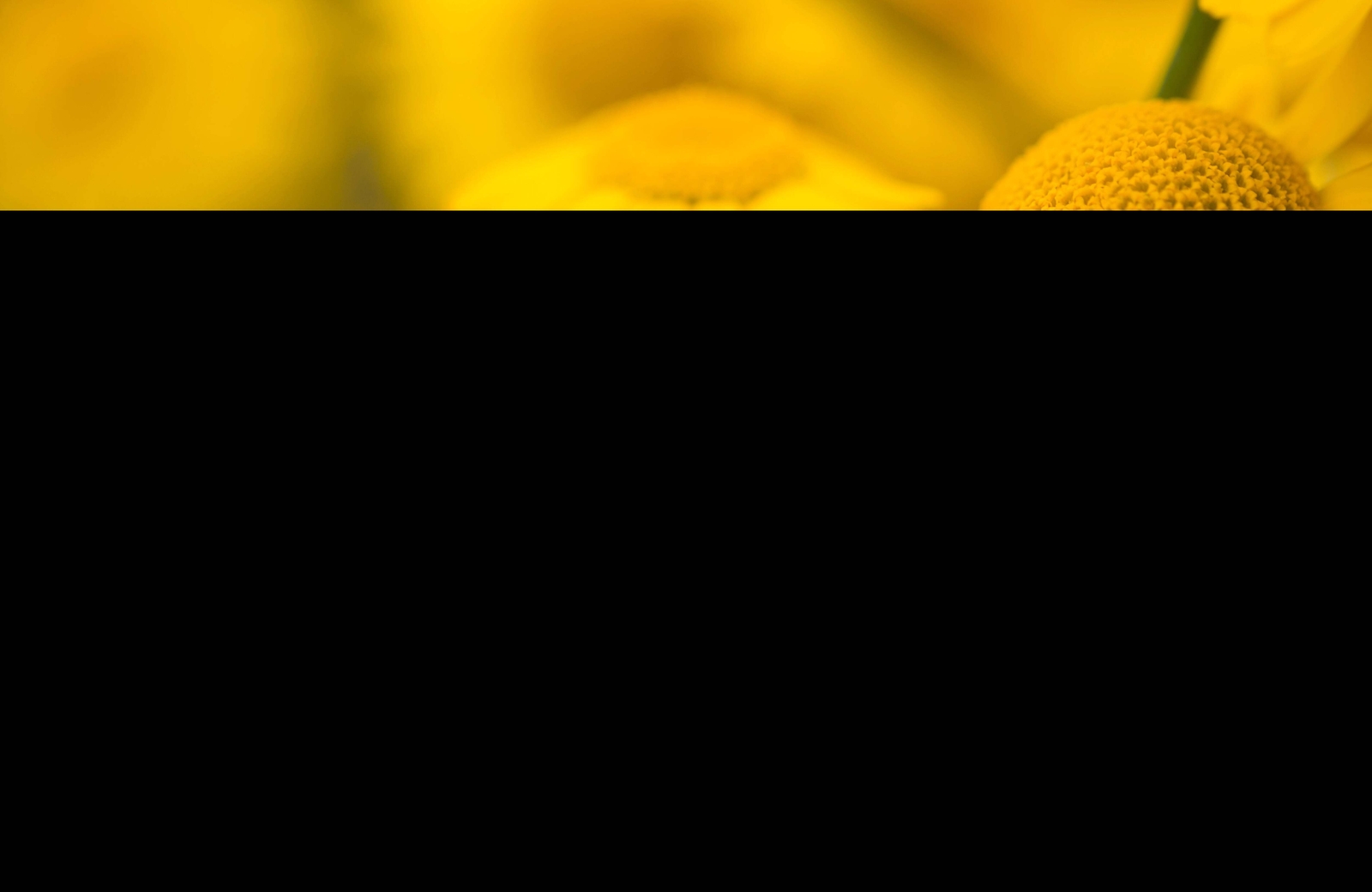 250 GOLDEN MARGUERITE DAISY Yellow Chamomile Anthemis Tinctoria Flower Seeds