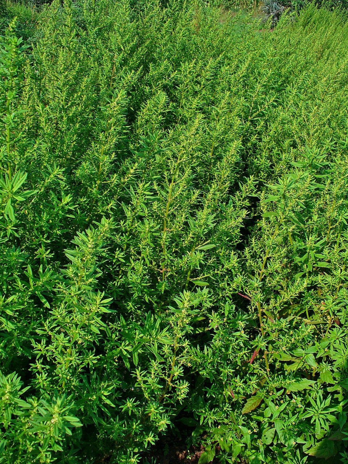 250 Epazote Seeds – Chenopodium Ambrosoides – Dysphania ambrosioides