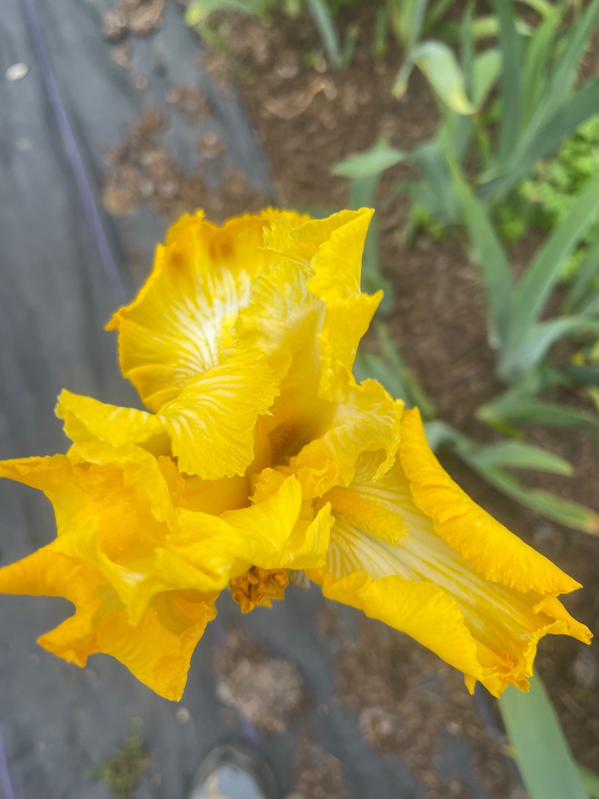 10 Fresh Dug Iris Rhizomes – Mixed Colors & Varieties