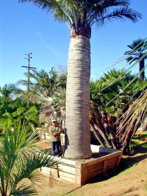 Chilean Wine Palm Tree Seeds (Jubaea chilensis) Largest Palm in World, Hardy-8
