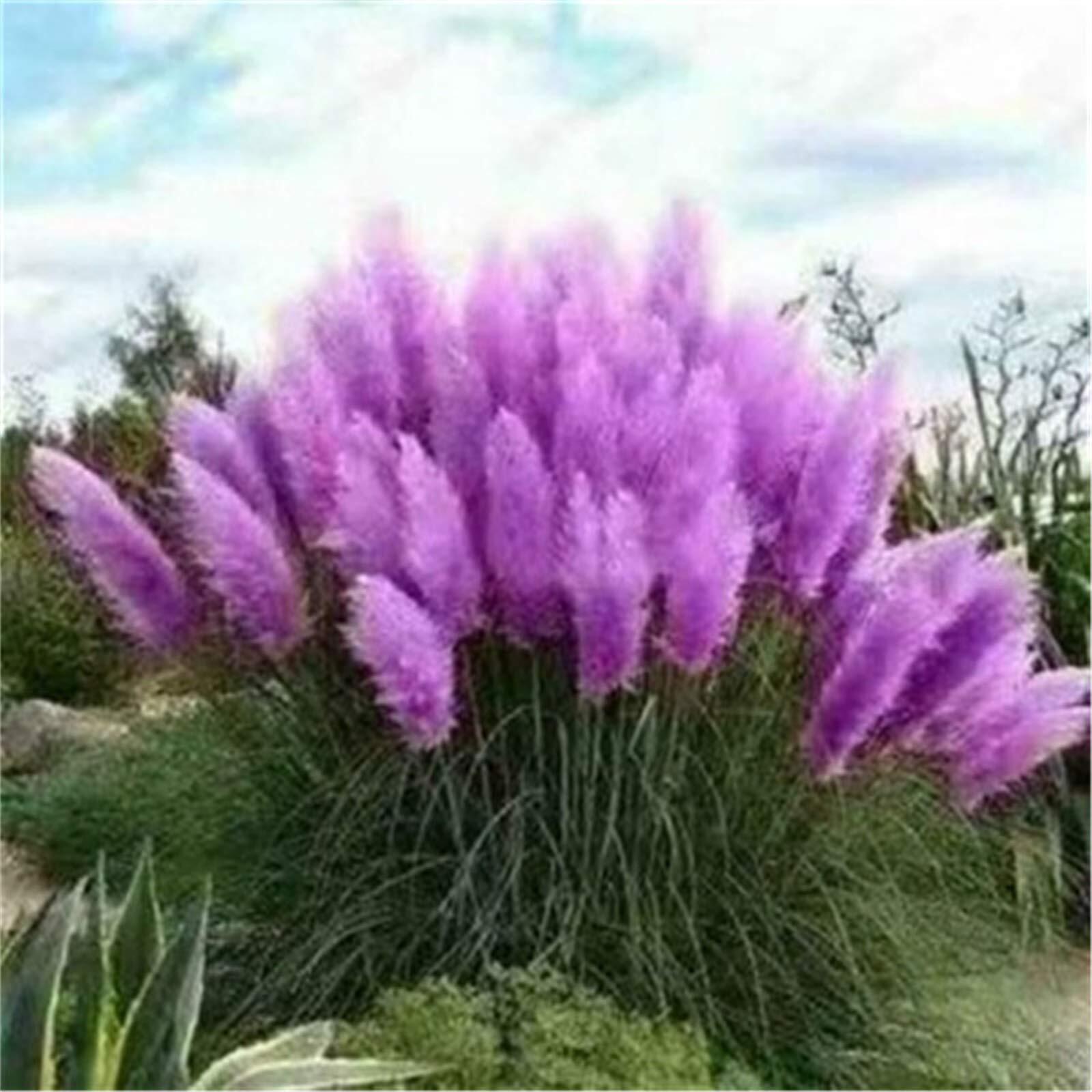 100+ Pcs Pampas Mix Color Grass Seeds Cortaderia selloana Seeds Rare Plants Deco