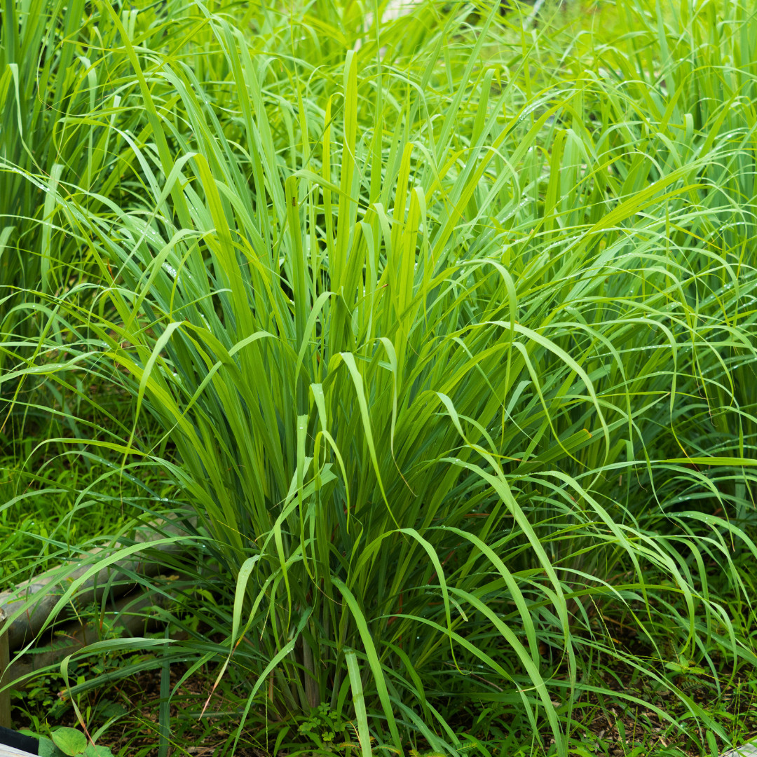 Fresh Lemongrass Herb Seeds | Xiang Mao | Heirloom Non-GMO | Asian Herb Seeds