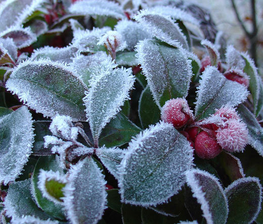 WINTERGREEN CREEPING Gaultheria Procumbens – 250 Bulk Seeds