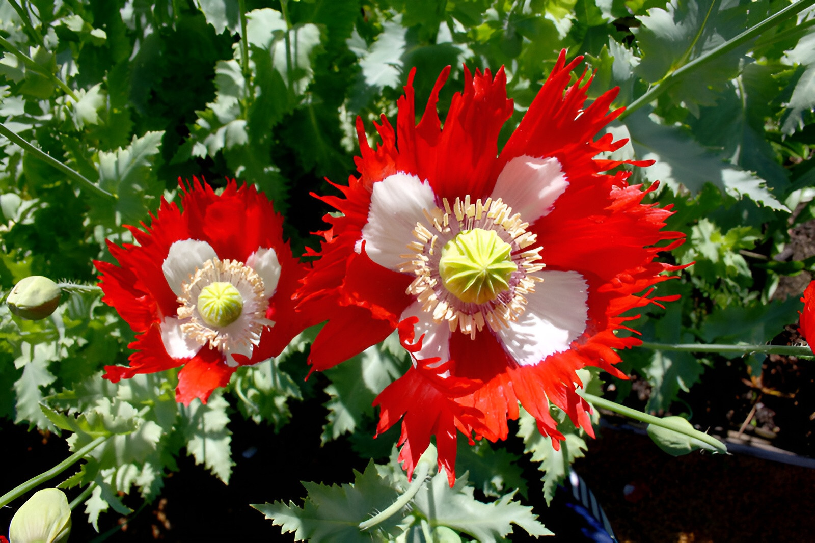 100,000 Danish Flag Poppy Seeds 1.3 Ounces – P. Somniferum -Bulk Size