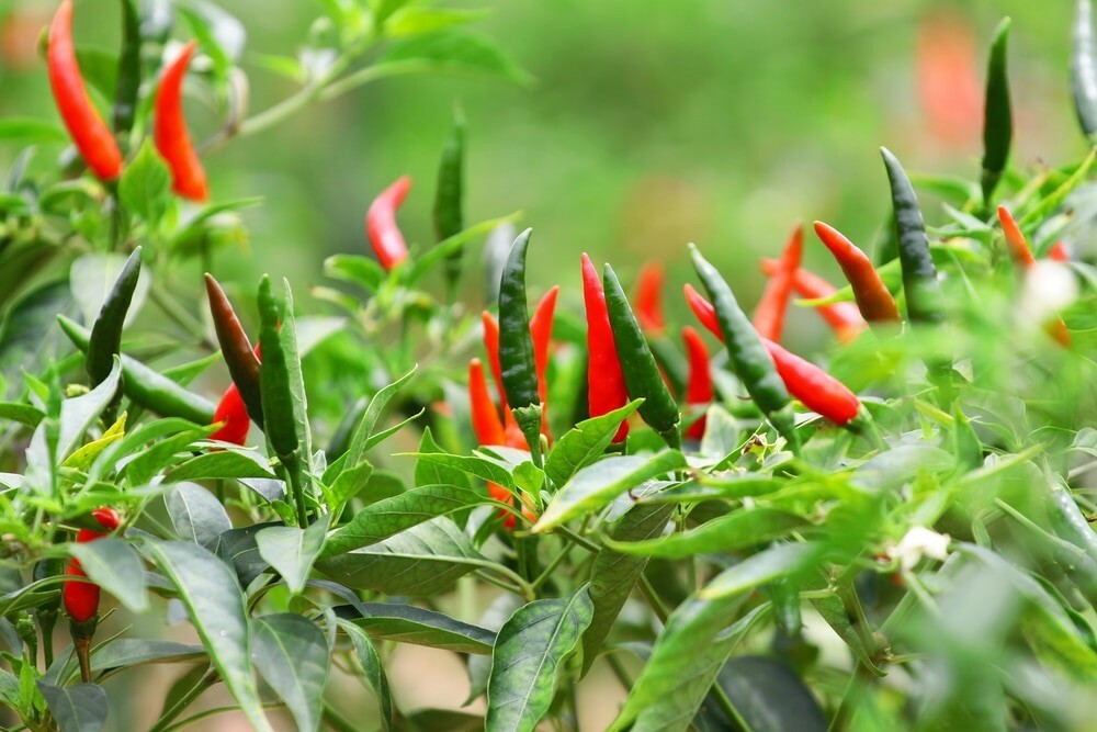 30 THAI CHILI- HOT BIRDEYES SEEDS- HAT GIONG OT CHI THIEN – STAMP SHIPPING
