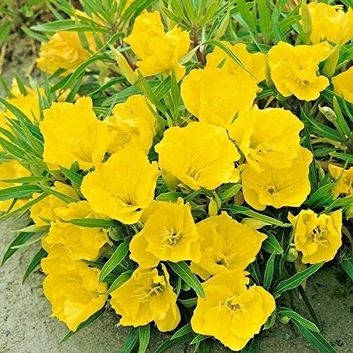 Missouri Yellow Primrose Seeds | Heirloom / Non-GMO | Free Shipping | 1241