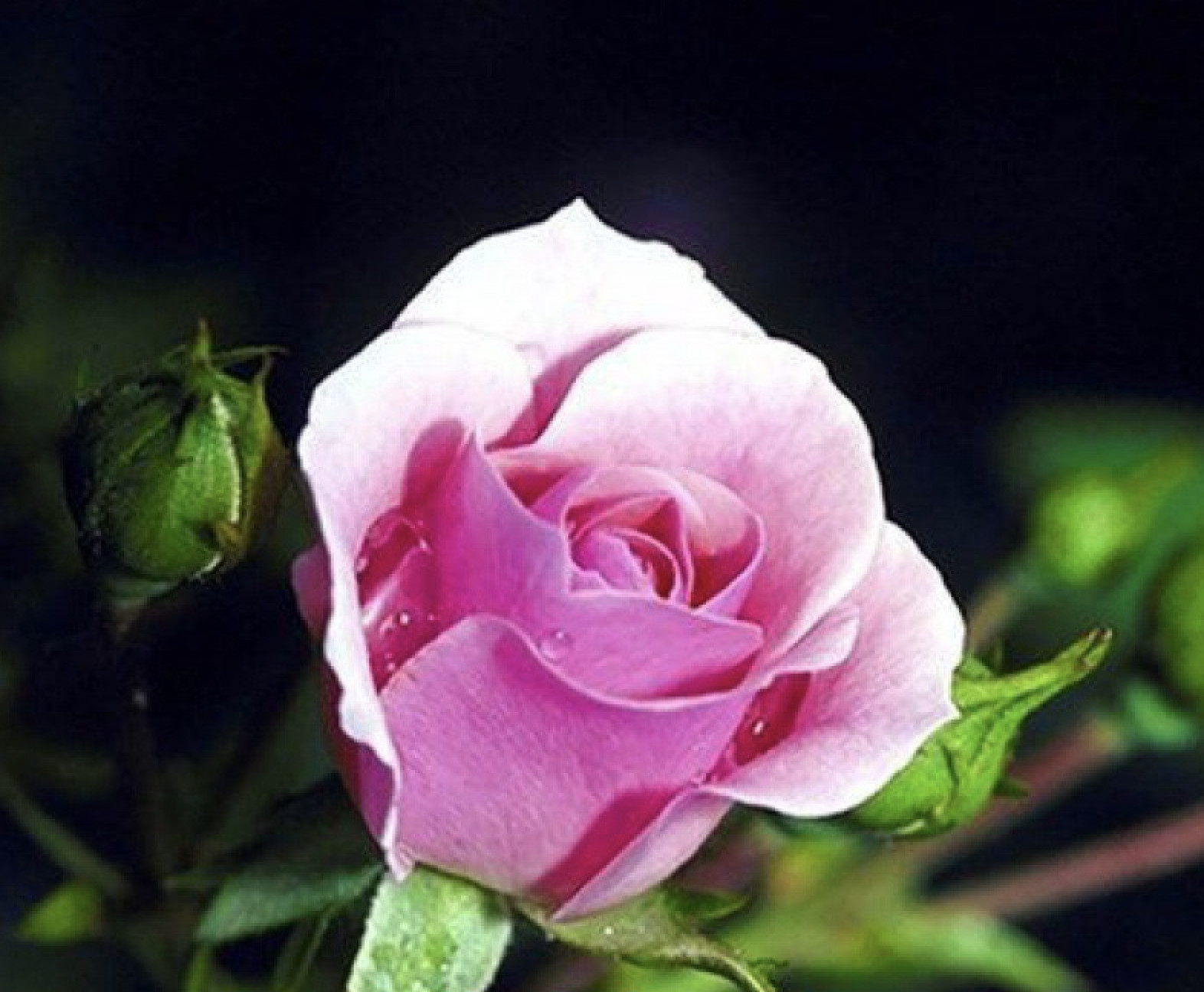 20 ROSE FLOWER SEEDS classic rare plant garden for stratification/germination