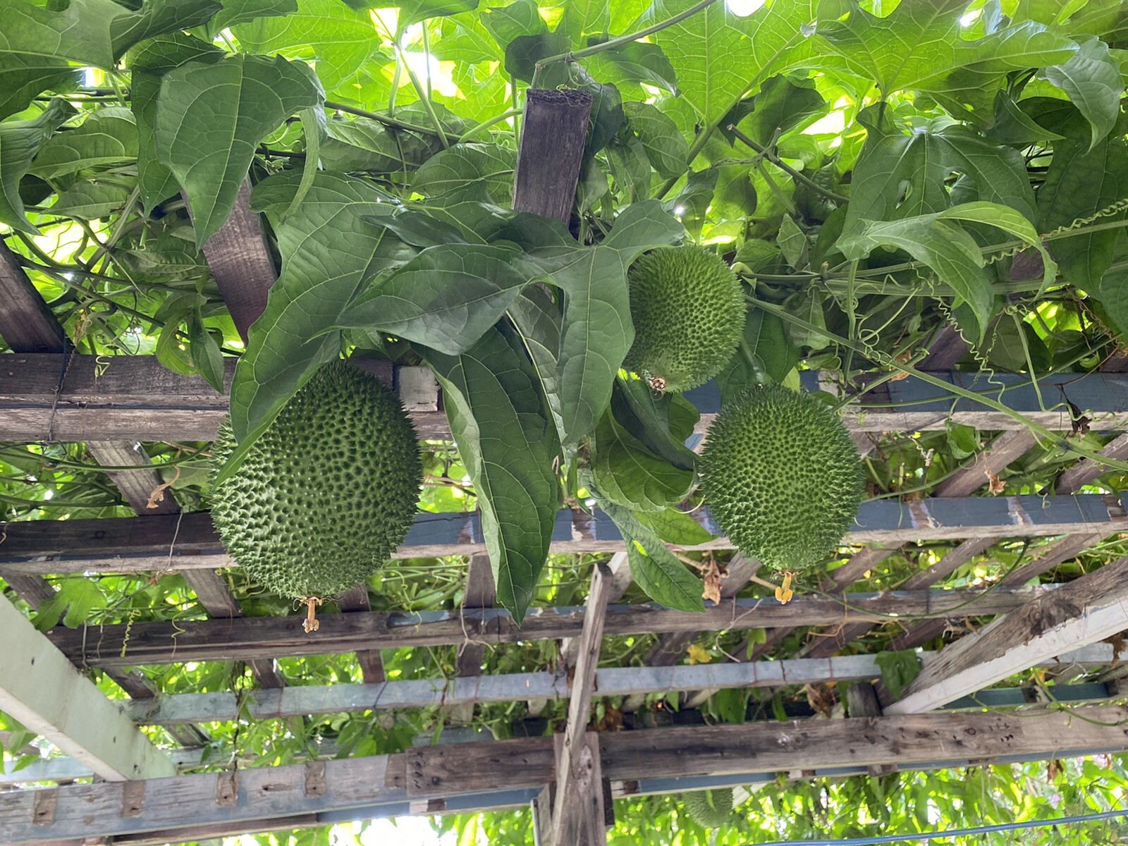 GAC FRUIT Melon Vine Momordica Cochinchinensis Seeds ( Hột Trái Gấc )
