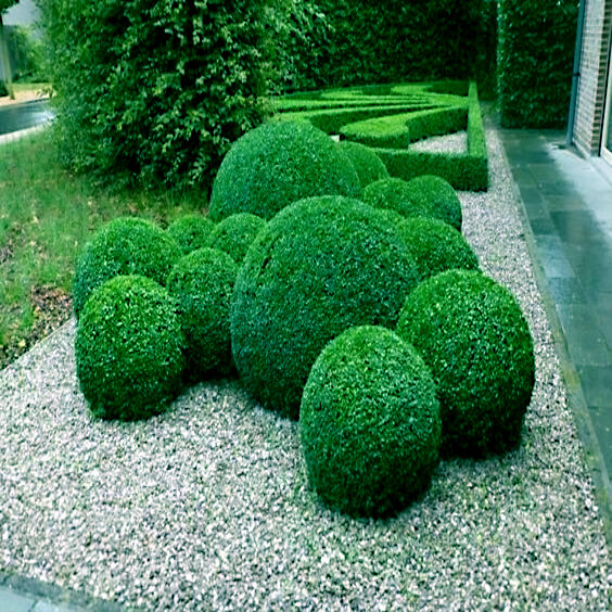 Common English Boxwood Tree Seeds (Buxus sempervirens) Hardy Landscaping Shrub