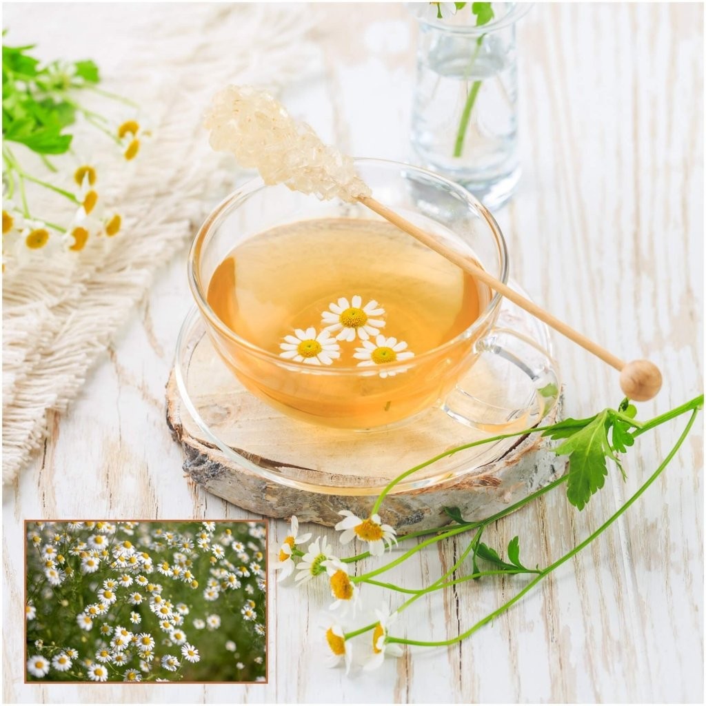 Roman Chamomile Seeds, Ground Cover Teas & Medicine, NON-GMO, Free Shipping