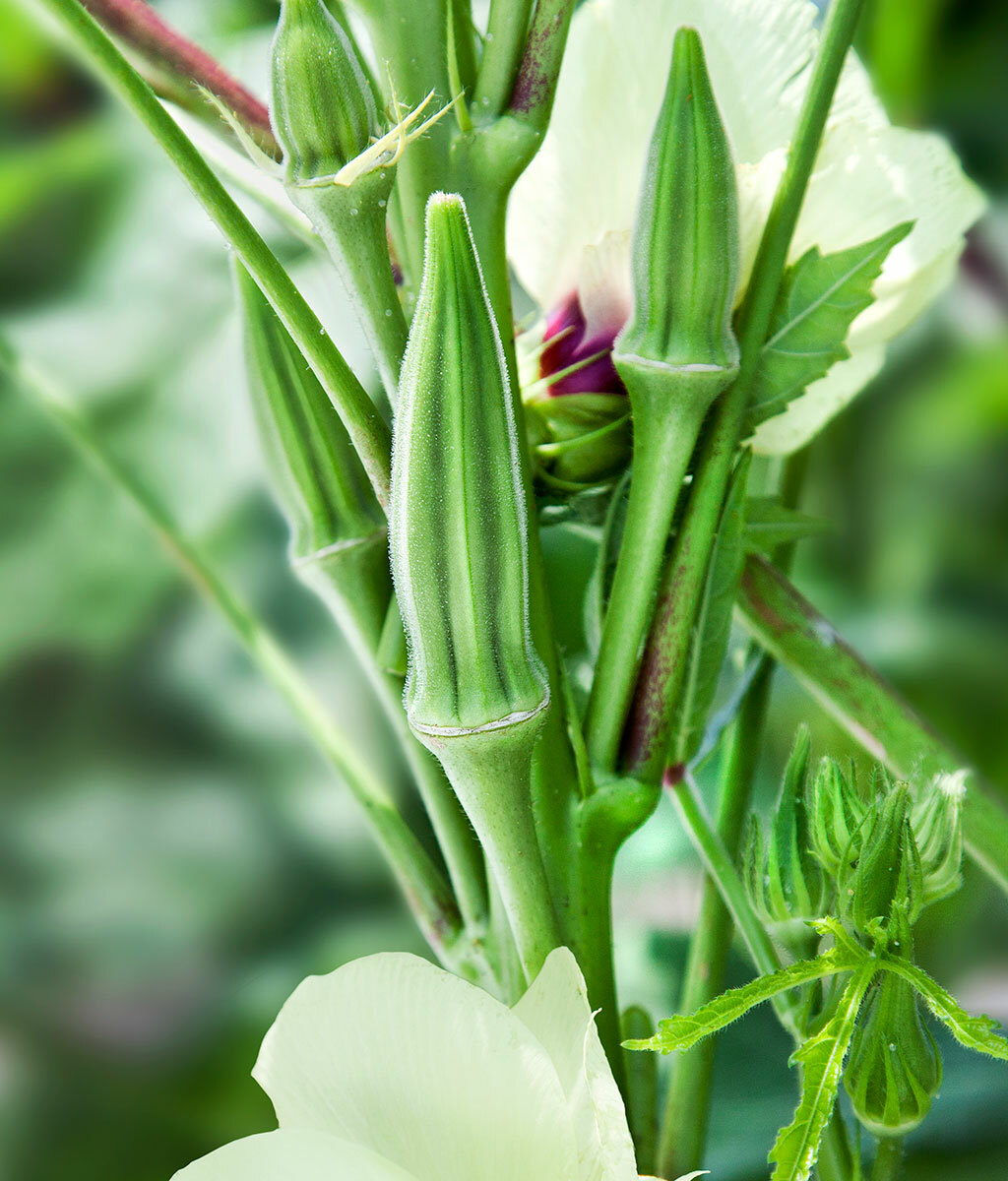 30 “SPINELESS 80” CLEMSON OKRA SEEDS FRESH HARVEST FOR 2024 GARDENS