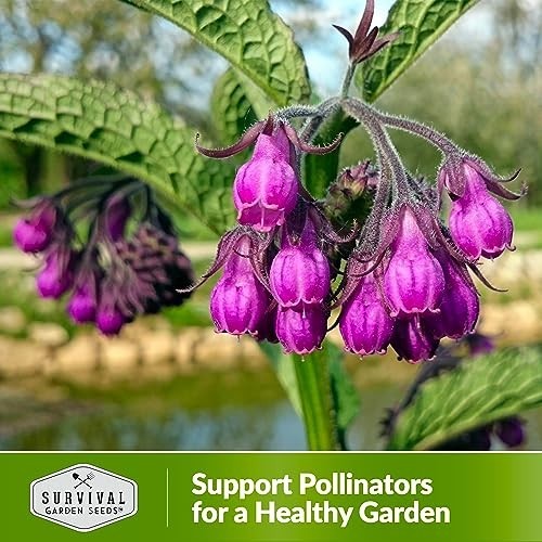 Comfrey Seeds for Planting – Symphytum Officinale Medicinal Perennial Herb for C