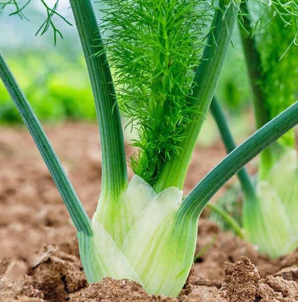 Florence Fennel Seeds | Italian Anise Bulb Root Plant Fronds Herb USA Seed 2024