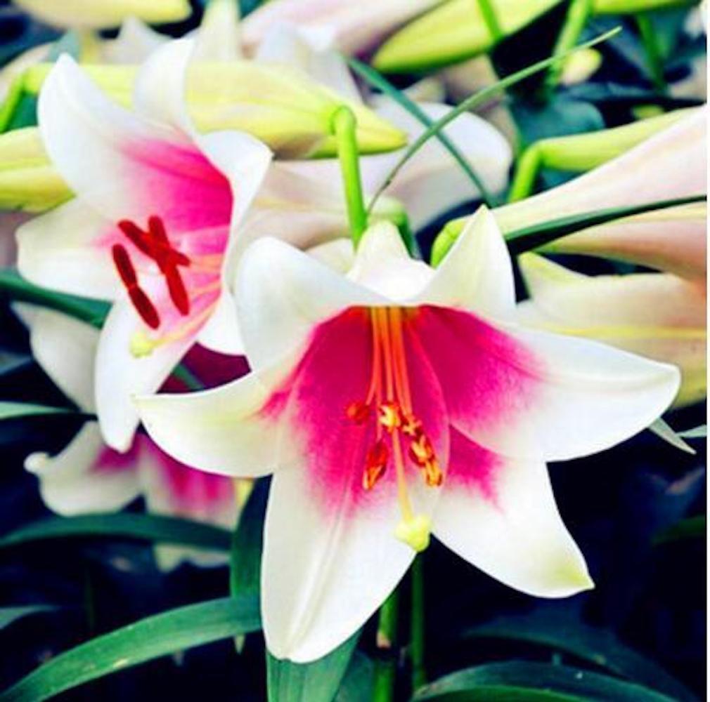 (10) LILY SEEDS rare exotic flower bloom home blossom garden USA SELLER W/TRACK