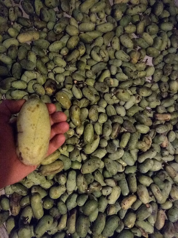 Pawpaw Tree Seed (Asimina triloba) fresh 2023 ~Paw Paw ~ 6 to 1200 seeds