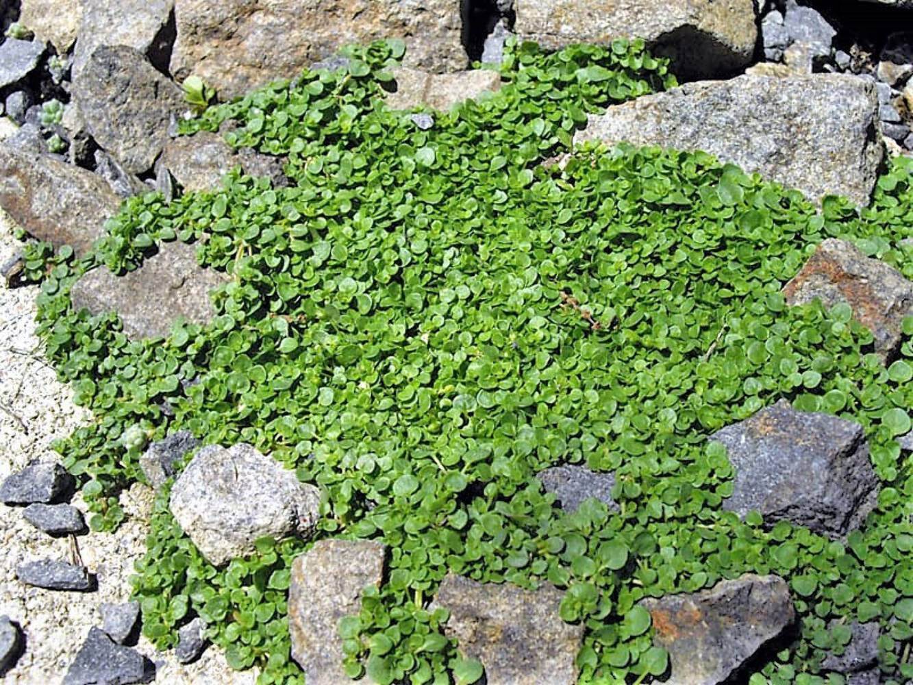 1g 27,500 BULK CORSICAN MINT Mentha Requienii Fragrant Ground Cover 1 Gram Seeds