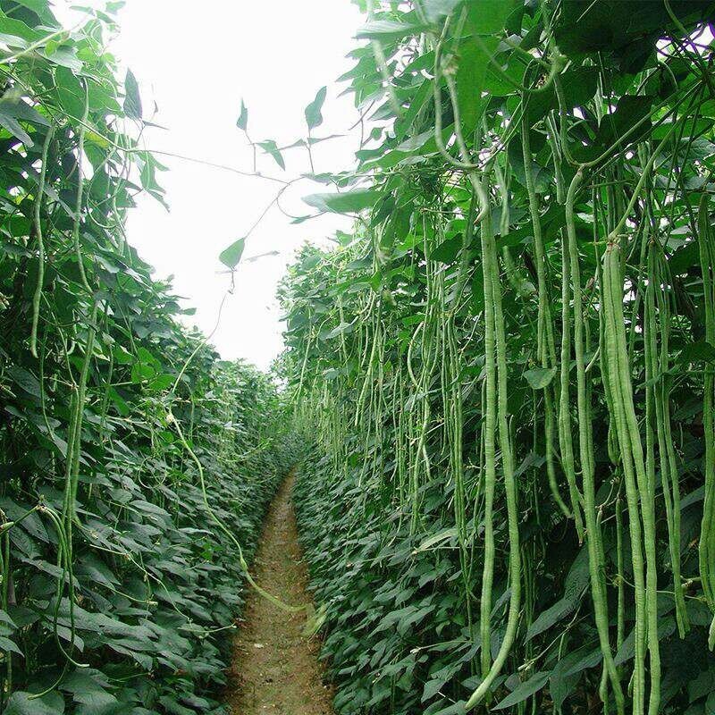 🌱 Heirloom Red-Seeded Asparagus Yardlong Bean 20 Seeds