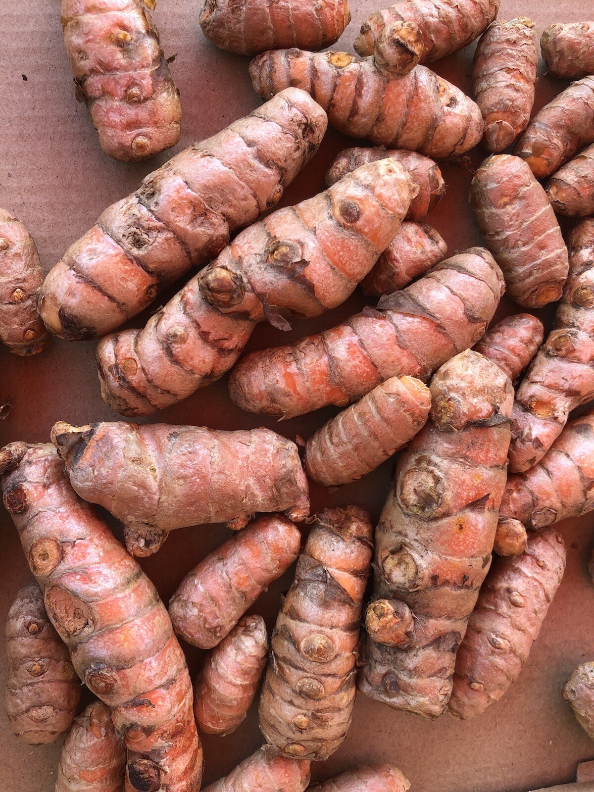 10 Pcs Turmeric Roots Fresh Roots Curcuma Longa Ready To Plant
