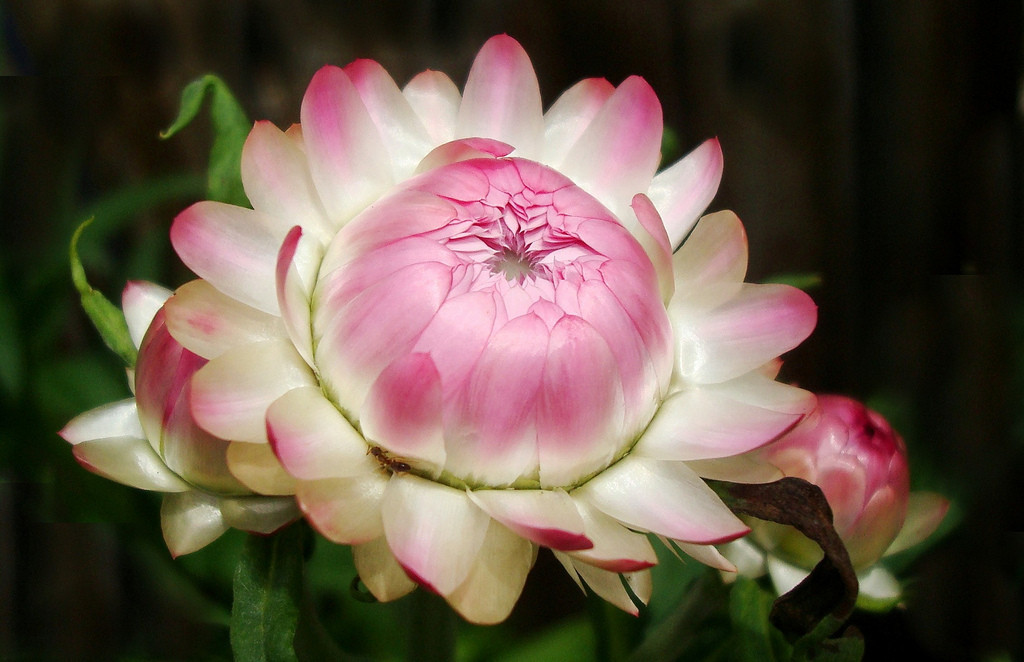 400 SEEDS – strawflower TALL DOUBLE MIX – GroCo USA – BUY ANY 15 – SHIPS FREE