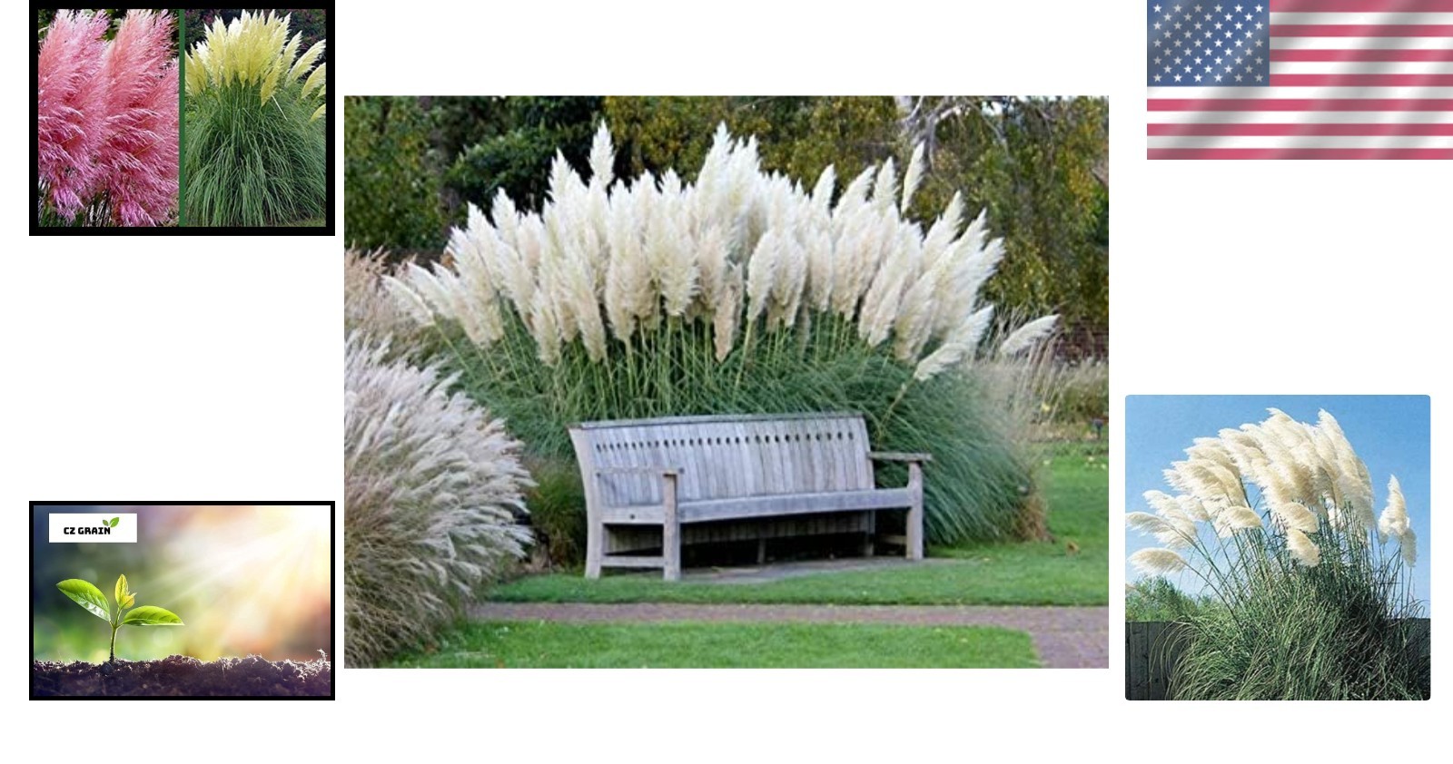 Giant Pampas Grass Seeds – 1,000 Count for Elegant Landscapes – Ships from Iowa