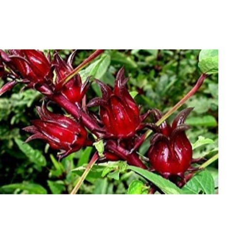 50 Jamaican Sorrel Seeds, Florida Cranberry, Indian Roselle,