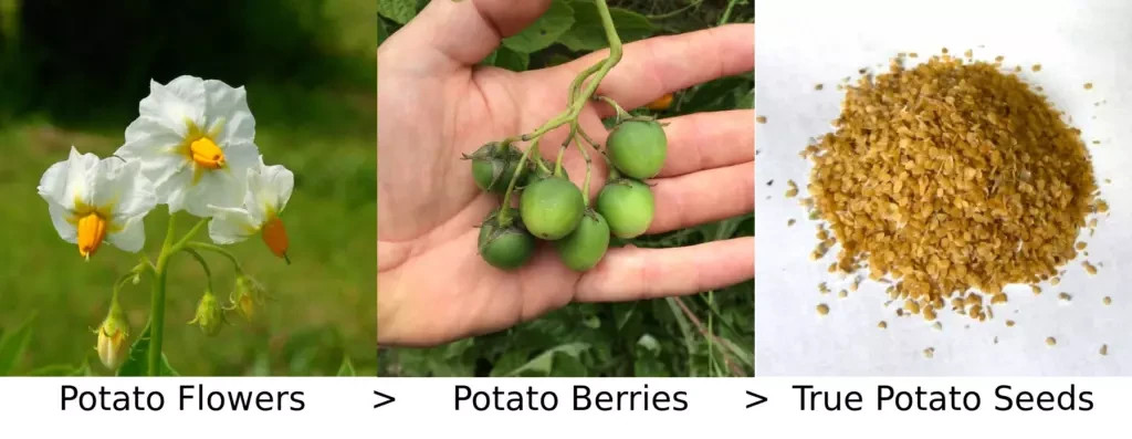 50 TPS True Potato Seeds Russet Yellow ORGANIC mix Potatoes Berry Bred in USA