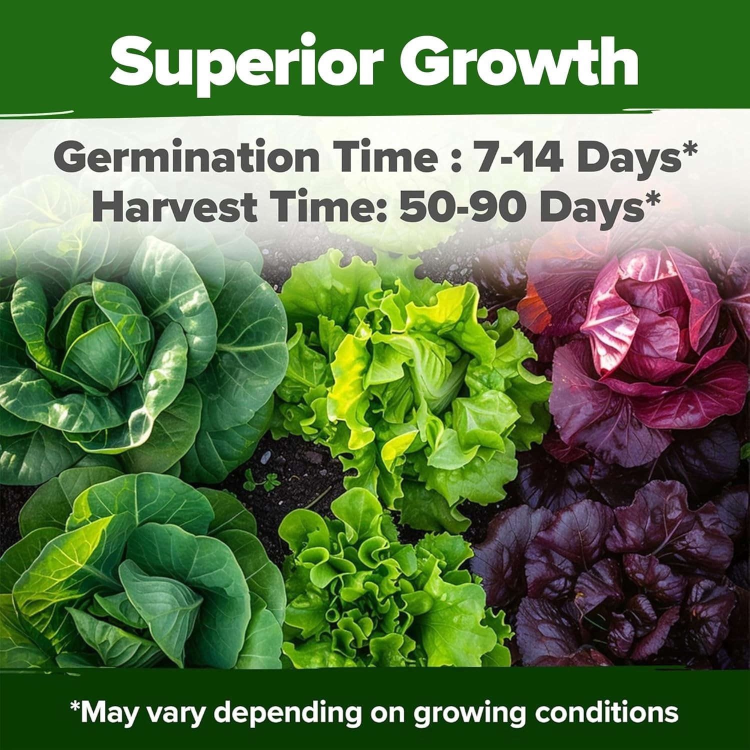 Versatile Non-GMO Lettuce Seeds: 10 Varieties for Any Gardener’s Delight
