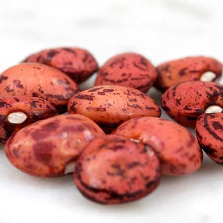 Dixie Speckled Butterpea Lima Bean Seeds | Baby Limas Red Butter Beans Seed 2024