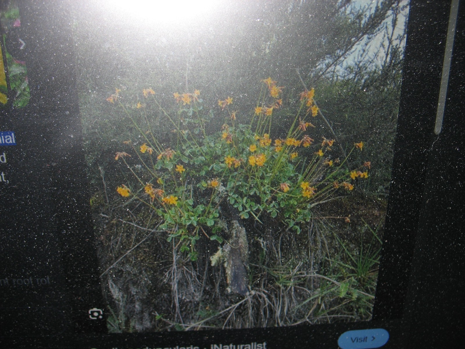 Oxalis Peduncularis ( Tree Oxalis)