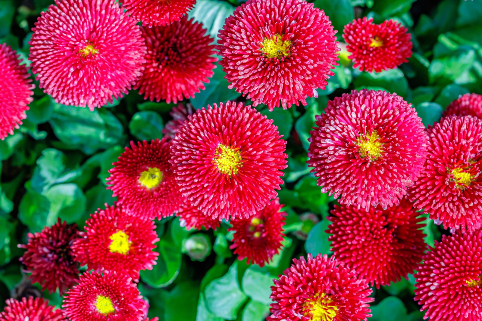 100 RED ENGLISH DAISY Bellis Perennis Flower Seeds *Flat S/H