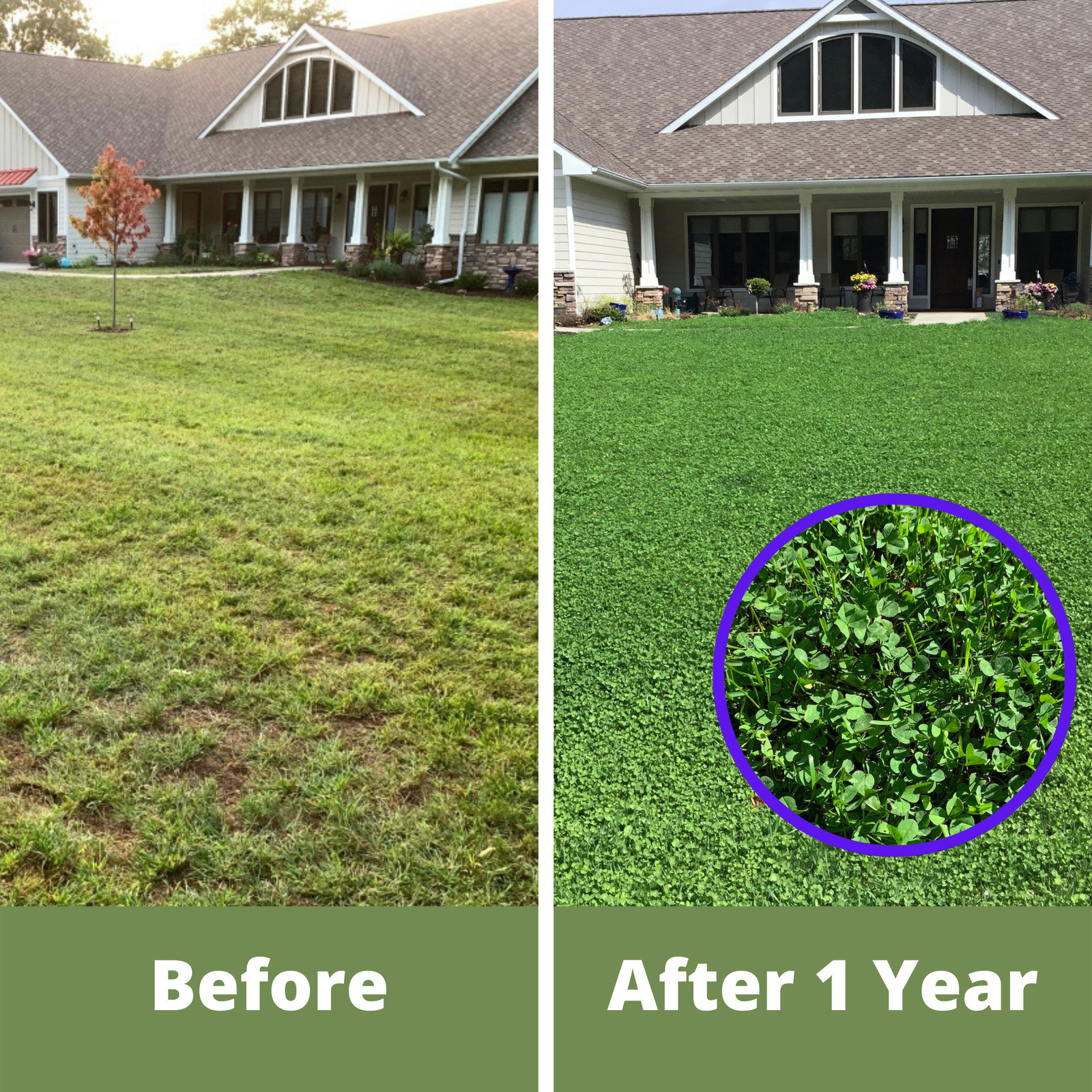 Dutch White Clover Seed, Easy Spread Shaker, Organic Coated, Low Maintenance