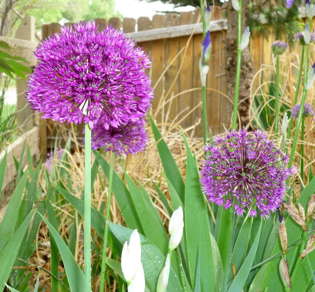 20+ RARE HUGE PURPLE ALLIUM SENSATION 4-6″ SOFTBALL “AFLATUNENSE” FLOWER SEEDS!