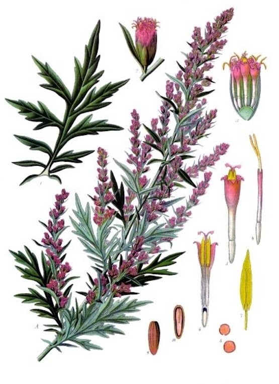 Mugwort Seeds – Artemisia_vulgaris – Medicinal Herb Seeds FREE SHIPPING! USA