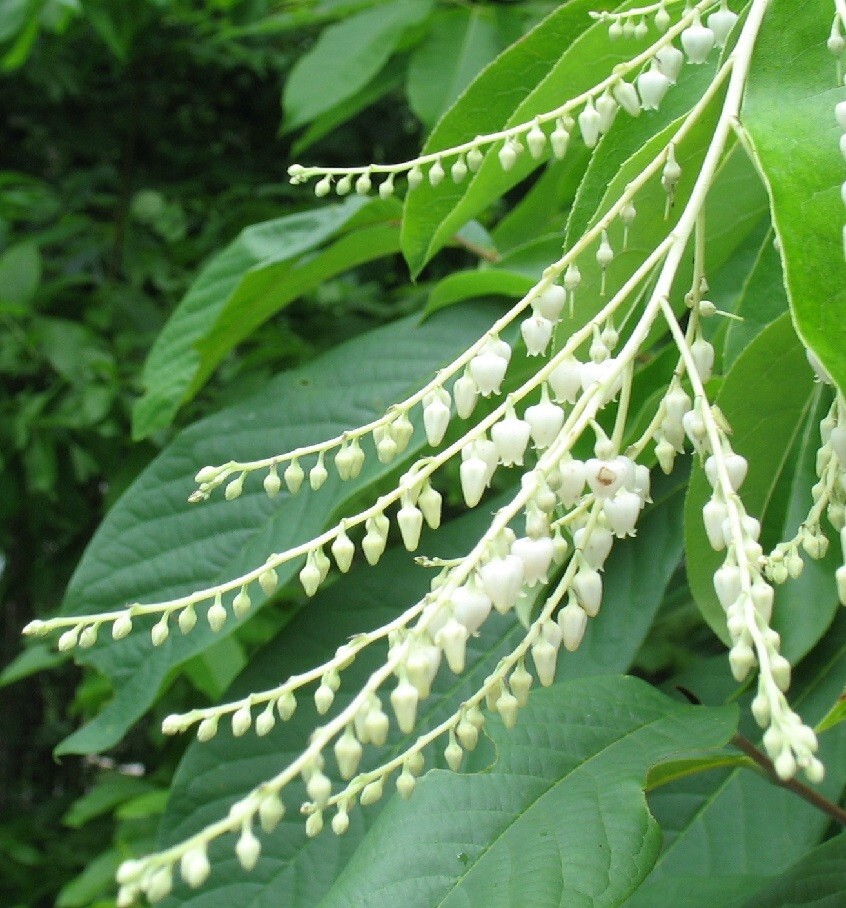 Oxydendrum arboreum Lily of the Valley Tree Sourwood 30 seeds