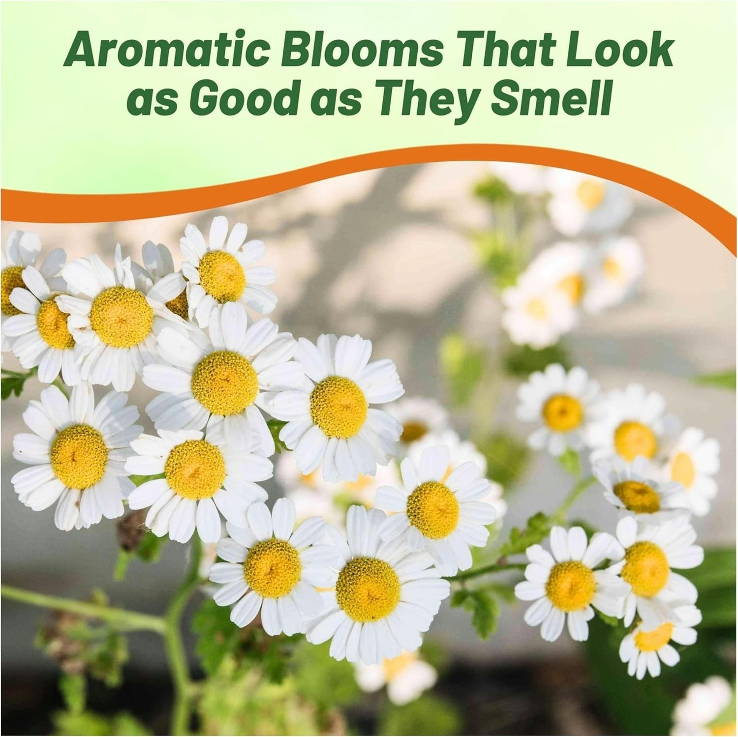 25000 Count Roman Chamomile Seeds – Perennial Herb for Beautiful Outdoor Spaces