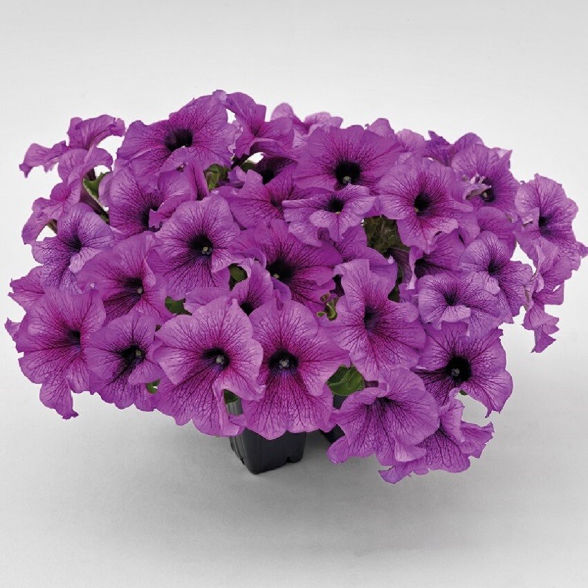 Petunia Success 360 Purple Vein 50 Pelleted Petunia Seeds